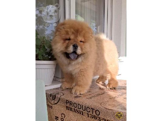 PoulaTo: Κουτάβια Chow Chow